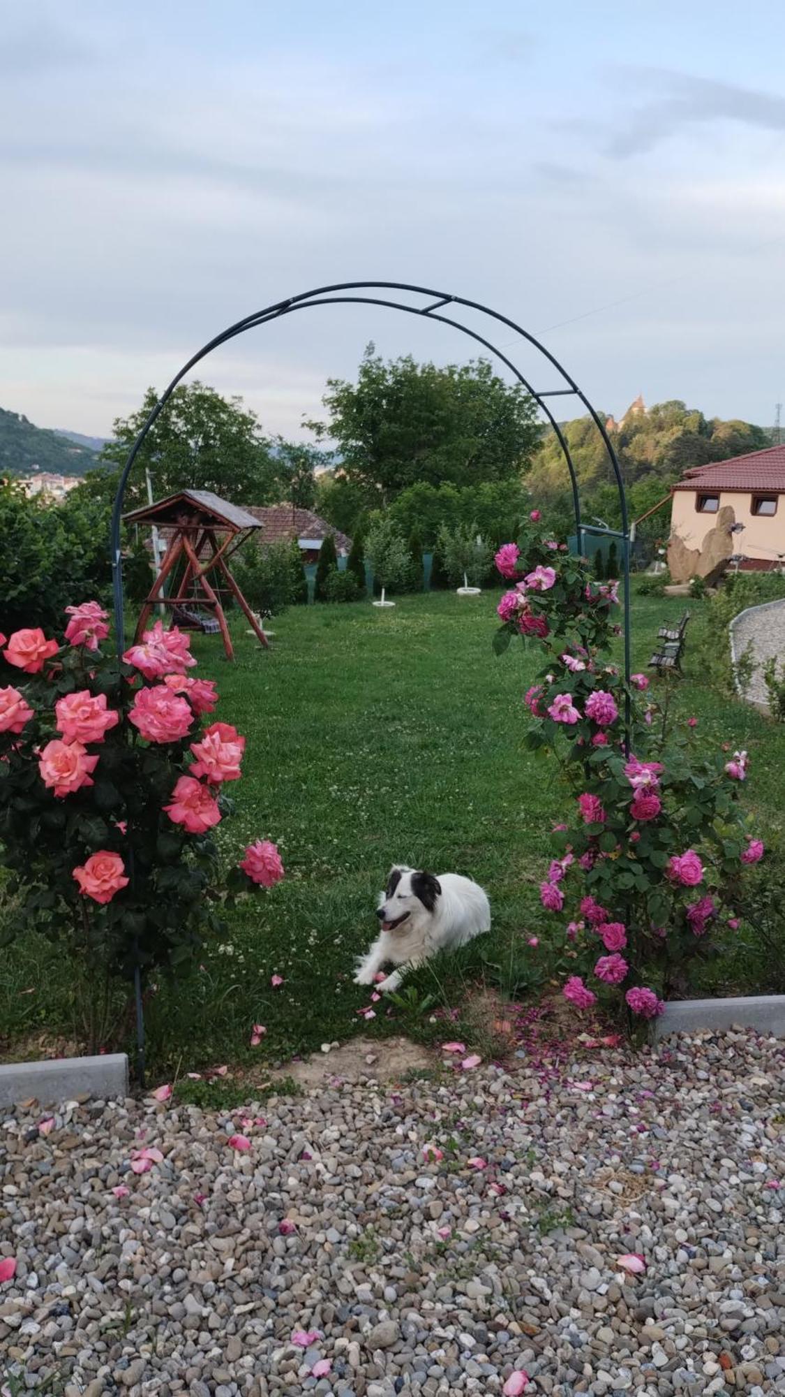 Chalets Du Bf سيفِسوارا المظهر الخارجي الصورة
